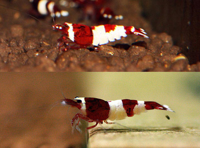 Hinomaru có nghĩa là mặt trời, biểu tượng cờ Nhật Bản. Trên lưng Hinomaru Wine Red Panda có một mảng đỏ ở giữa phần lưng trắng, đây là kiểu vân hiếm khi xuất hiện trên lưng tép nên giá thành của nó cao gấp 7 lần tép cùng loại khác. Hinomaru Wine Red Panda có 3 con và hiện được bày bán ở một cửa hàng chuyên bán tép cảnh ở Hà Nội.