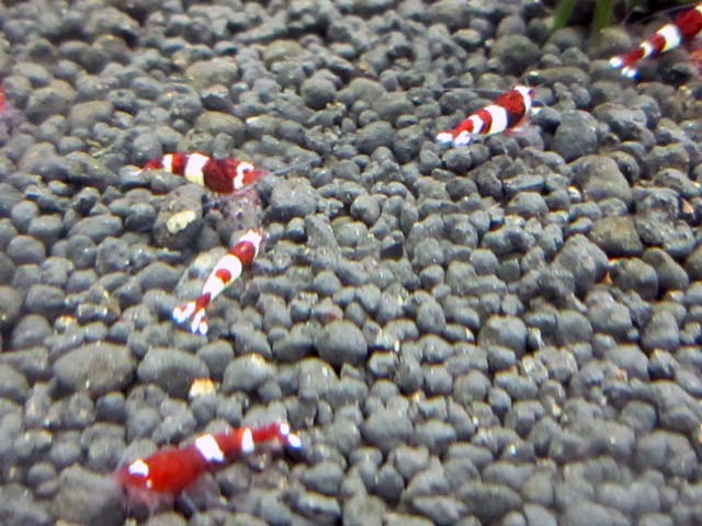 Hinomaru wine red panda trong bể cùng Wine Red Panda khác. Sự khác nhau giữa chúng là không nhiều, chỉ có những người sành tép cảnh mới có thể phân biệt và biết được giá trị của Hinomaru Wine Red Panda.