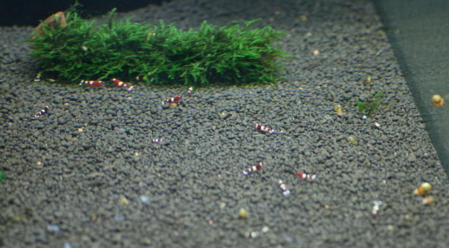 Tuy nhiên, 7 triệu đồng không phải là mức giá cao nhất của tép cảnh. Một số cửa hàng ở Hà Nội hiện nay quảng cáo nhận đặt hàng các loại tép cao cấp từ nước ngoài với mức khủng. Giống và mức độ hiếm của màu sắc, vân ... là những yếu tố quyết định giá thành cao hay thấp của tép.