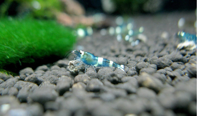 Blue Jelly có giá 21 triệu đồng/con