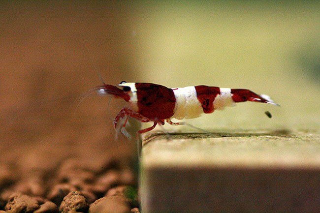 Một con tép Wine Red Panda thông thường có giá chỉ 1 triệu đồng/con