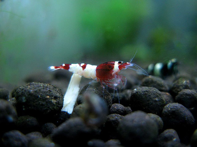 Red Ruby Hinomaru no entry có giá 11,4 triệu đồng/con. Một bể tép cảnh có thể nhốt nhiều loại đắt rẻ khác nhau. Dân chơi tép muốn có một bể tép khoảng 100 con thường nhốt chung các loại tép rẻ tiền ... với các loại tép có giá trị cao hơn để giảm bớt chi phí đầu tư cho bể tép. Thông thường, dân chơi tép Hà Nội thường nuôi tép để đẻ, nhằm tăng số lượng tép cho bể chứ không bán.