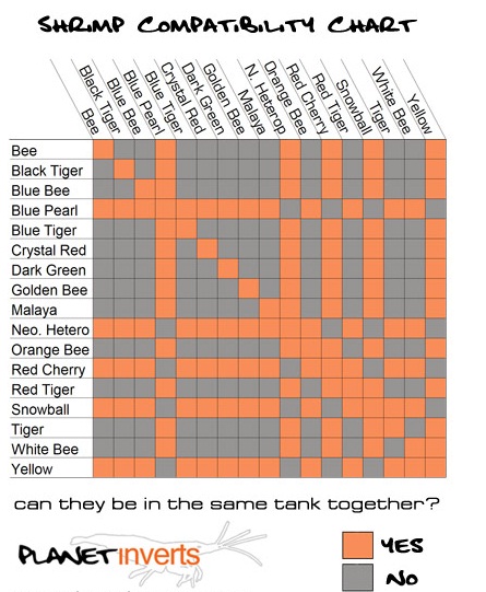 Tuy nhiên, không phải loại tép nào cũng có thể nhốt chung với nhau, mà phải dựa vào sơ đồ lai tạo. Nếu nhốt tép không đúng sẽ có thể tép sẽ chết vì các loại tép khác nhau yêu cầu khác nhau về môi trường như nhiệt độ, độ PH, độ KH... Sơ đồ các loại tép có thể nhốt chung với nhau được dân chơi tép áp dụng.
