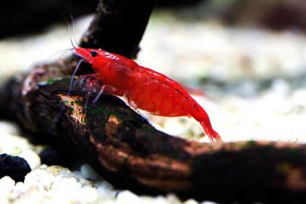 Tép cảnh phổ biến được nhiều người chơi nhất Hà Nội là loại Red Cherry với mức giá thấp nhất 8 nghìn/con. 