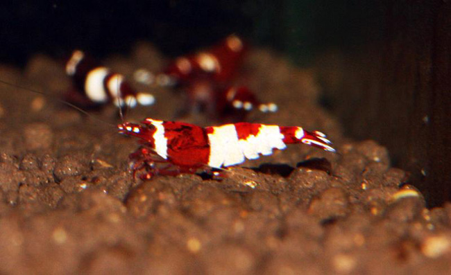 Tép Hinomaru Wine Red Panda có giá hơn một tấn thóc (7 triệu đồng/con) hiện đang được bán tại Hà Nội. Tuy nhiên nhiều cửa hàng nhận đặt những con tép giá gấp 3-4 lần từ nước ngoài chuyển về.