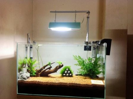 Cận cảnh một bể tép có giá 30 triệu đồng của anh Lợi. Với anh chơi tép là niềm đam mê mà anh sẽ chơi đến khi không còn đủ sức nữa mới thôi. Các khoản đầu tư cho niềm đam mê này của anh được cung cấp từ công việc làm ngoài bán vật liệu làm bể tép của riêng anh, không ảnh hưởng đến thu nhập của gia đình nên vợ con anh rất ủng hộ thú chơi này.