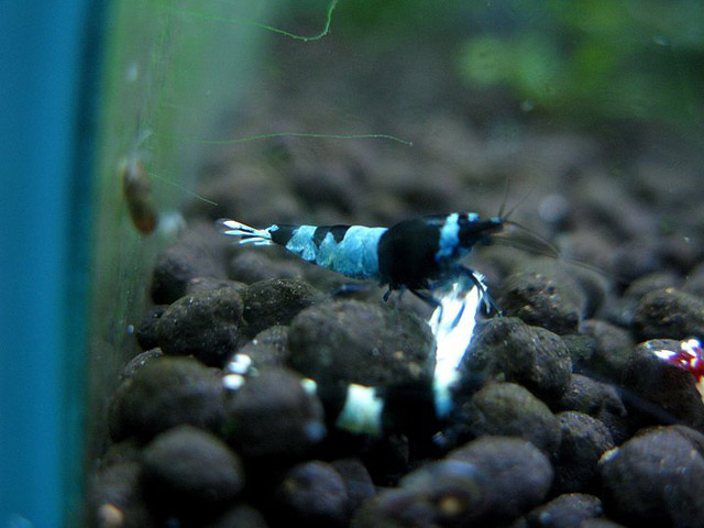 Blue Shadow Hinomaru có giá 14 triệu đồng/con. Anh Lợi (Giải Phóng, Hà Nội ) một người chơi tép cảnh cho biết, tùy thuộc vào thể tích bể, người chơi sẽ nuôi số lượng tép khác nhau, nhưng trung bình một bể có khoảng 50-60 con. Đa số những người chơi thường mua tép giá từ 3 triệu/con trở xuống.