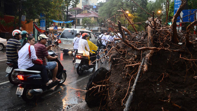 Hàng loạt cây trên phố Trần Nhân Tông, Phùng Hưng, Hoàng Đạo Thúy, Lê Văn Lương, Láng Hạ, Phủ Doãn... bị quật ngã, trơ rễ.