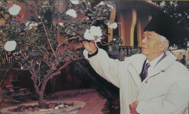 Hoa bạch trà - loài hoa Đại tướng ưa thích nhất. Ảnh chụp tại sân nhà riêng 30 Hoàng Diệu, Hà Nội (Ảnh chụp lại từ ảnh của tác giả Nguyễn Trọng Nghị/nghệ sĩ nhiếp ảnh - nhà báo Trần Tuấn)