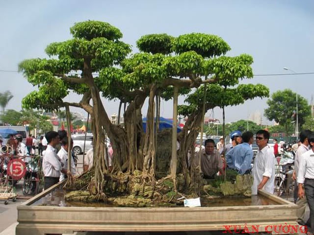 Những năm gần đây, thú chơi cây cảnh và sở hữu những cây lâu năm với dáng độc đáo dường như đã trở thành một trào lưu mới của những   người “lắm tiền, nhiều của”. Theo đó, năm 2011 được coi là năm “đỉnh cao” của thị trường cây cảnh khi giá của một số loại cây chỉ từ vài trăm   triệu lại được nâng lên đến hàng tỷ đồng. (Ảnh: cây Chung một cội nguồn - Cường họa sĩ)