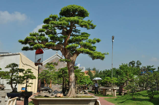 Vào năm 2006, ông Thành “đất” từng “sút” một căn nhà trên phố Lò Đúc (Hà Nội) chỉ để đối lấy 1 cây tùng la hán vài trăm năm tuổi. Hiện tại, cái cây này đã trở thành Thanh tùng ngạo tuyết nổi tiếng, có thể mang lại cho ông 5-7 căn nhà ngày trước. 