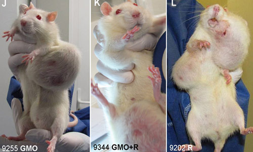 Những khối u lớn trên cơ thể chuột được nuôi bằng bắp biến đổi gen NK603 của Tập đoàn nông nghiệp Monsanto - Ảnh: Daily Mail