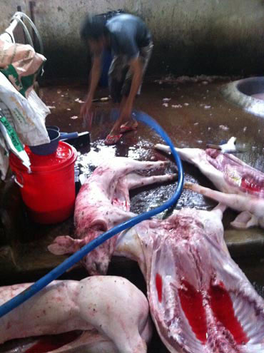 Thịt lợn chết nằm la liệt trên sàn chờ được sơ chế