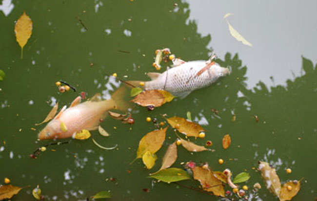 Rác xả đầy xuống lòng hồ Gươm khiến nước bị ô nhiễm, cá chết trắng nổi trên mặt hồ.
