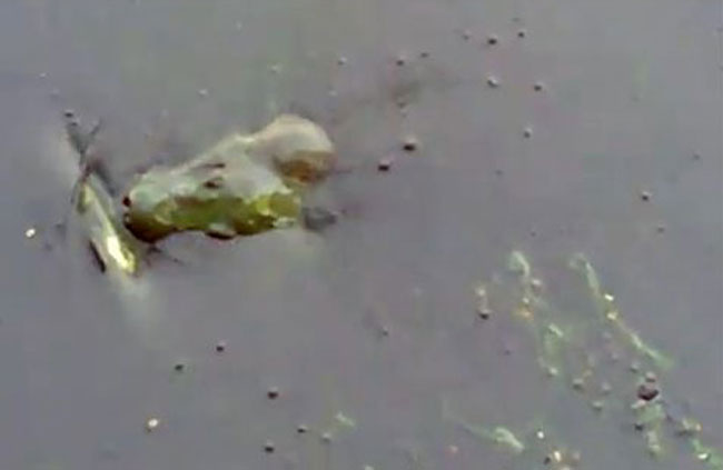 Giữa làn nước đặc quánh váng bùn, Rùa Hồ Gươm nổi lên đớp một xác cá chết trương.