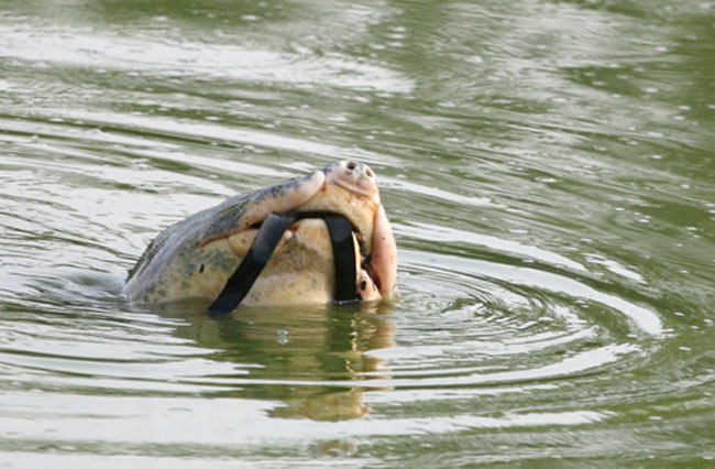 Người dân Hà Nội cũng từng được chứng kiến hình ảnh Rùa Hồ Gươm nổi lên với một sợi dây cao su trong miệng