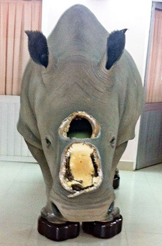 Con tê giác của ông Trầm Bê bị trộm lấy mất sừng