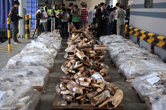 Hải quan Hong Kong (Trung Quốc) ngày 20/10 đã thu giữ gần 4 tấn ngà voi trị giá 3,4 triệu USD được giấu trong các chuyến tầu chở hàng đến từ Kenya và Tanzania. Đây là một phần trong chiến dịch chống buôn lậu ở đặc khu này.