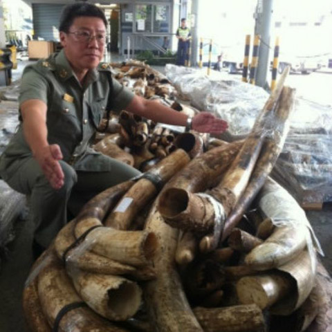 Toàn bộ số ngà voi này nặng 3,81 tấn và và lượng ngà voi lớn nhất từng được thu giữ tại Hong Kong, và đối tác chuyển số hàng này đến từ Trung Quốc đại lục. Nhà chức trách Hong Kong cho biết họ sẽ làm việc chặt chẽ với phía đại lục để xác minh chủ số hàng này.