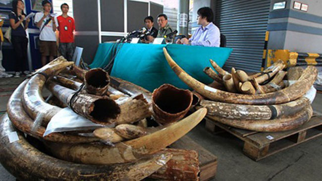 Thời gian gần đây các vụ buôn lậu ngà voi với số lượng lớn liên tiếp được phát hiện.