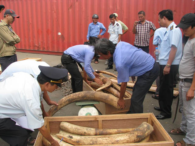 Chi Cục Hải quan Khu vực 4 đã kiểm tra lô hàng và phát hiện trong container này chứa 158 ngà voi, có trọng lượng 2,4 tấn. Theo giá thị trường hiện nay, số ngà voi này trị giá khoảng hơn 4,9 triệu USD.