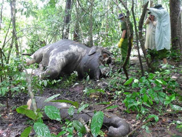 Để có được số lượng lớn ngà ngoi, mỗi năm trên thế giới, có hàng ngàn chú voi bị giết hại dã man chỉ để lấy những cặp ngà đầy giá trị… 