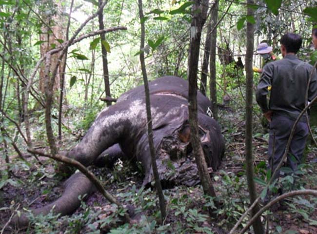 Thời gian gần đây, xác voi chết thảm liên tục được phát hiện. 