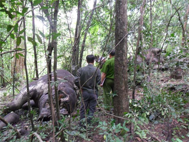 Tháng 8/2012 2 con voi rừng bất ngờ bị chết tại vườn quốc gia Yok Đôn, huyện Ea Súp (Đăk Lăk). Voi bị đục phá phần đầu, bị cắt ngà, vòi... Ngoài ra còn bị chém trên khắp cơ thể và bị bắn.