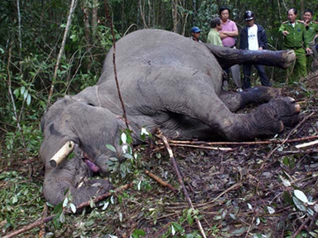 Tháng 6/2012 con voi bị bắn vào đầu cộng chém nhiều nhát bên hông tại huyện Định Quán, Đồng Nai.