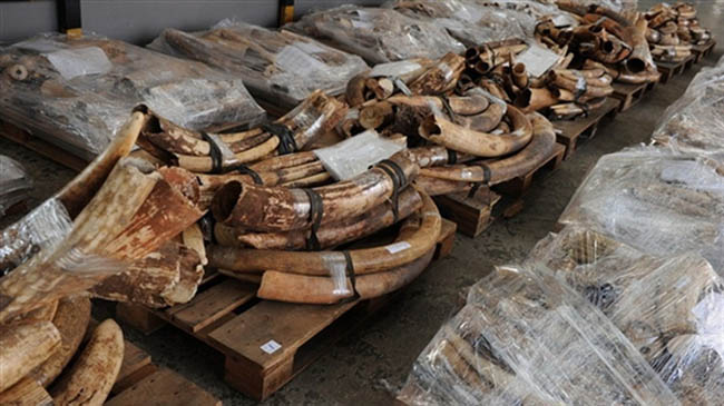 Có tổng cộng 1.209 chiếc ngà voi cùng một số đồ trang sức làm bằng ngà voi đã được phát hiện trong 2 container có ghi chứa “nhựa phế liệu” và “đậu roscoco” được gửi bằng đường biển tới Hong Kong hôm đầu tuần.