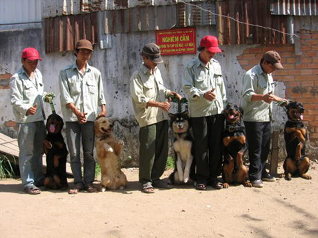 Khóa thứ hai là huấn luyện về chuyên môn cũng với thời gian 3 tháng. Đối với khóa học này, các chú chó được học chuyên môn về cách đối phó với người lạ xâm nhập bất hợp pháp, không ăn mồi bả, canh giữ tài sản, kho tàng, đồn điền, cơ quan xí nghiệp và tìm kiếm đồ vật.