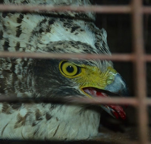 Con chim lạ này bị anh Đặng Xuân Khương (27 tuổi) và anh Nguyễn Ngọc Trai (25 tuổi, ngụ thôn Phương Lang, xã Hải Ba) bắt vào ngày 1-11. Hình ảnh con chim lạ bị thương ở miệng.