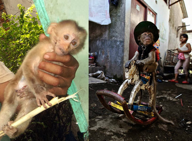 Nghe theo lời đồn thổi rằng ăn thịt khỉ, cao khỉ có thể chữa bệnh nan y, nhiều đại gia đã săn tìm, mua thịt khỉ, óc khỉ về tẩm bổ. Sắp bị xẻ thịt, khỉ Việt Nam có đang mơ đời nô lệ giống đồng bạn ở Indonesia?