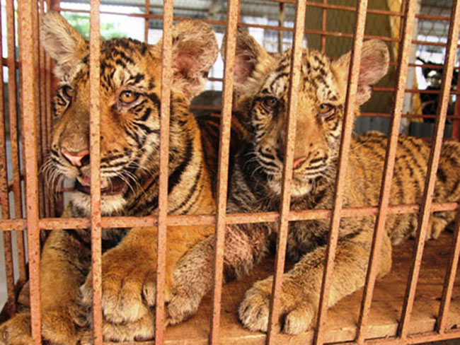 Ngày 6/11, lực lượng Công an huyện Diễn Châu đã lập biên bản, thu giữ 2 con hổ có trọng lượng hơn 70kg đang nuôi nhốt trong nhà như nuôi lợn tại hộ gia đình ông Nguyễn Văn Sáng (67 tuổi, trú ở xóm 5, xã Diễn Quảng).