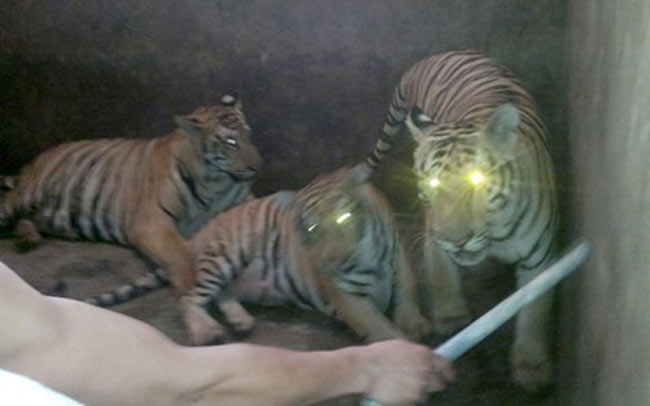 Ba trong số 4 con hổ trưởng thành tại một nhà dân ở Nghệ An, sau 1 năm chăm bẵm, con lớn nhất đã đạt 1,7 tạ.
