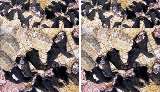 Ngày 25/5, Phòng Cảnh sát môi trường Công an Nghệ An phối hợp Đội Kiểm soát hải quan số 2 thuộc Cục Hải quan Nghệ An tiến hành kiểm tra bắt giữ 2 con gấu con, 25 chân gấu ướp lạnh với trọng lượng 50kg, 140 con rùa các loại nặng 90kg... đang được vận chuyển từ Lào về Việt Nam tiêu thụ.