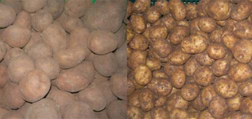 khac-biet-cua-khoai-tay-Trung-Quoc-va-khoai-Da-Lat-Phunutoday.vn