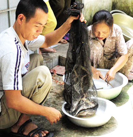 Trên một trang web giới thiệu chuyên cung cấp thịt thằn lằn núi chính gốc Tây Ninh thì giá 1kg thịt thằn lằn đông lạnh (đã mổ bụng và bỏ ruột) dao động từ 350.000 - 400.000 đồng/kg.