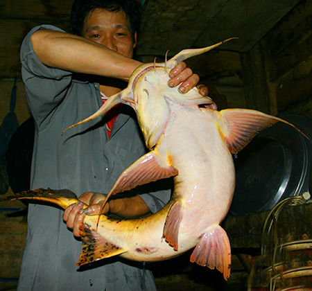 Cá chiên, một loài cá da trơn hung dữ, được mệnh danh là chúa tể lòng sông. Những con cá khổng lồ, có khi nặng tới 70-80kg, được miêu tả như những thây người nằm úp dưới đáy sông, nằm sấp trên khoang thuyền lớn khi bị bắt. Mỗi lần chúa tể lòng sông vừa sa lưới mà cáu tiết, “ngài” quẫy mình một cái, thì con thuyền hay chiếc xe tải hạng nhẹ chứa nước đang chở ngài về... quán nhậu cũng phải chòng chành, chao liệng, ngất ngư. Thịt cá chiên vàng như nghệ, xắt khúc ra, xả thành từng súc ánh lên rười rượi.