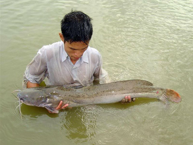 Bây giờ trên sông Gâm hiếm khi săn được con cá Lăng to như thế này. Trên các triền sông miền núi phía Bắc nước ta vốn có nhiều loài cá quý (trong đó có loài cá trước kia được dùng để “tiến Vua”) nhưng hiện đang có nguy cơ tuyệt chủng. 