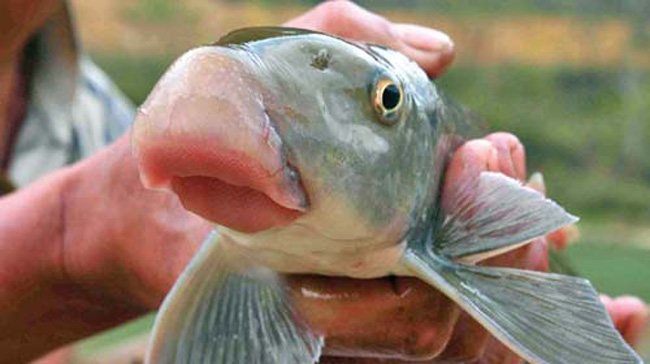 Cận cảnh khối sụn môi như mõm lợn của cá anh vũ được khẳng định là phần ngon nhất của con cá. 