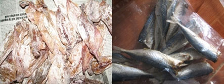 Mẫu cá nục, mực sấy khô có chứa chất Bifenthrin.