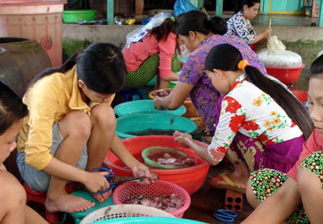 Ông Tuấn, người bán chuột dưới chân cầu Cà Mau (TP Cà Mau), cho biết mỗi ngày ông bán hàng chục ký chuột đồng. Theo ông, số chuột này được thu gom từ các vùng lúa của huyện U Minh, Thới Bình và Trần Văn Thời (Cà Mau) hoặc từ các tỉnh An Giang, Đồng Tháp. Thậm chí, những lúc hút hàng, nhiều người dân sống dọc tuyến biên giới Tây Nam phải sang tận Campuchia để tìm nguồn chuột về bán lại cho các chủ vựa ở địa phương.