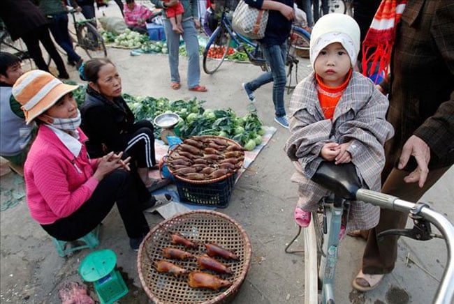 Tại một số khu vực của Đồng Bằng Bắc Bộ như Từ Sơn (Bắc Ninh) Thạnh Thất, Hoài Đức (Hà Nội) thịt chuột là một phần không thể thiếu của mâm cỗ trong đó có cả cỗ cưới. 1kg chuột sau khi chế biến có giá khoảng 80.000đ.