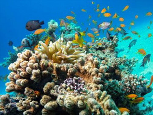 Theo một nghiên cứu đăng tải trên tạp chí Bảo tồn Sinh học của Australia số ra ngày 27/12, sự bùng nổ kinh tế của Trung Quốc đã và đang đe dọa nghiêm trọng môi trường sống và khiến diện tích các rạn san hô tại Biển Đông suy giảm đáng kể.  Cụ thể, trong vòng 30 năm qua, diện tích các rạn san hô ở Biển Đông đã suy giảm ít nhất 80%. Nếu như 15 năm trước, diện tích san hô tại một số các đảo san hô vòng và quần đảo tại đây chiếm tới 60% thì nay con số này đã giảm xuống còn 20%. 
