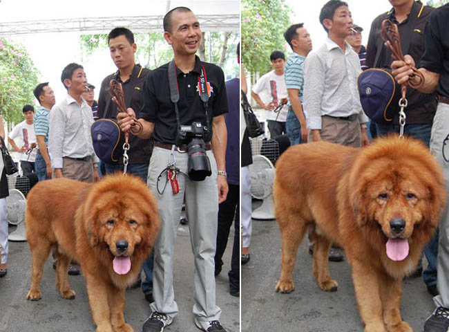 Chó Ngao Tây Tạng với hình thể to lớn, nhìn không khác sư tử là mấy.