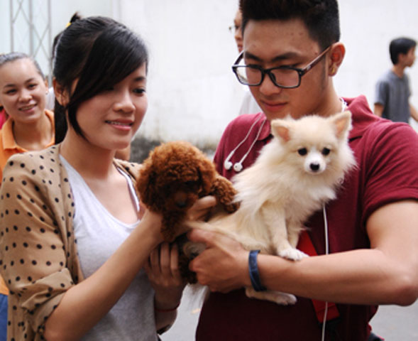Có vóc dáng nhỏ nhưng chú Poodle Dog màu chocolate (trên tay bạn nữ) giá không hề mini chút nào, khoảng 1.200 USD một chú cún mới sinh.