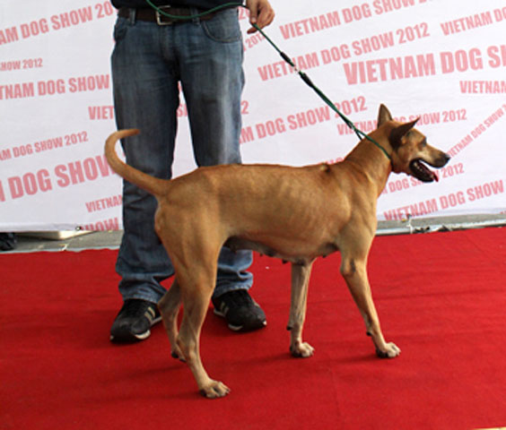 Vicky đã giành giải nhất giống chó cái Phú Quốc trong chiều ngày 29/12. Bên lề cuộc thi, cô nàng được nhận định có giá khoảng gần 2.000 USD.