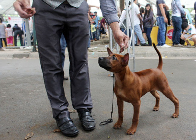 Chú chó Thái Lan này mới 4 tháng tuổi đã tham gia tranh tài tại cuộc thi Chó đẹp thế giới. Chú thuộc giống Thai Ridge Back Dog TRD được chủ nhân tiết lộ có giá hơn 1.000 USD. (Theo VNE)