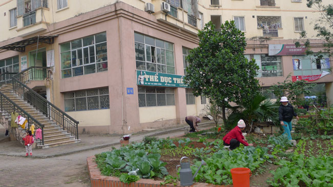 Thay vì trồng hoa cây cảnh tạo màu xanh, những khoảng đất trống tại khu đô thị mới Định Công (Hà Nội) được cư dân chung cư tận dụng trồng rau.